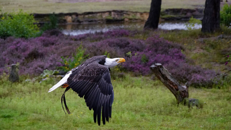 photographer Jan van Dijk uncategorized  photo