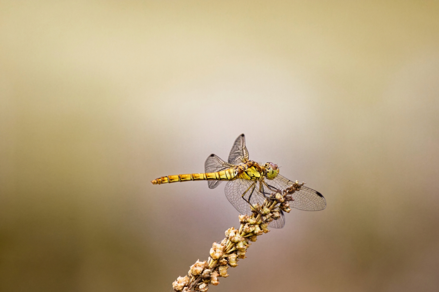 photographer dntphotographs nature  photo. dragon fly on a branch.