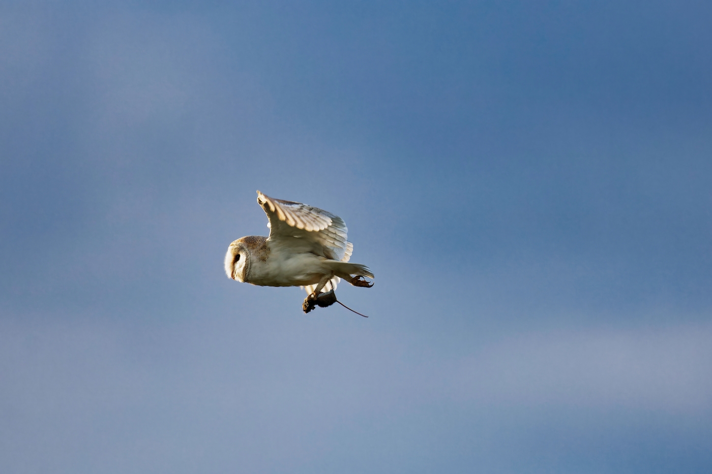 photographer dntphotographs wildlife  photo. barn owl after capturing prey.