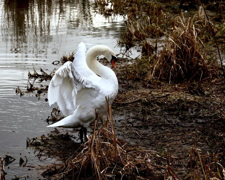 photographer Fotochawes wildlife  photo