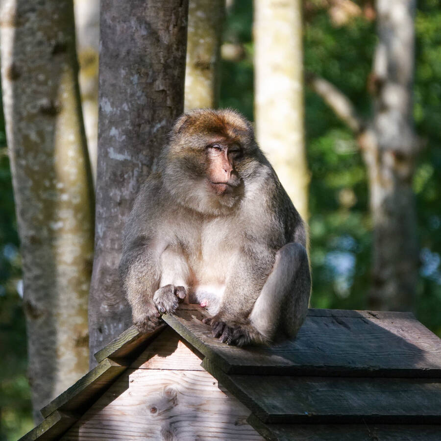 photographer Jan van Dijk uncategorized  photo