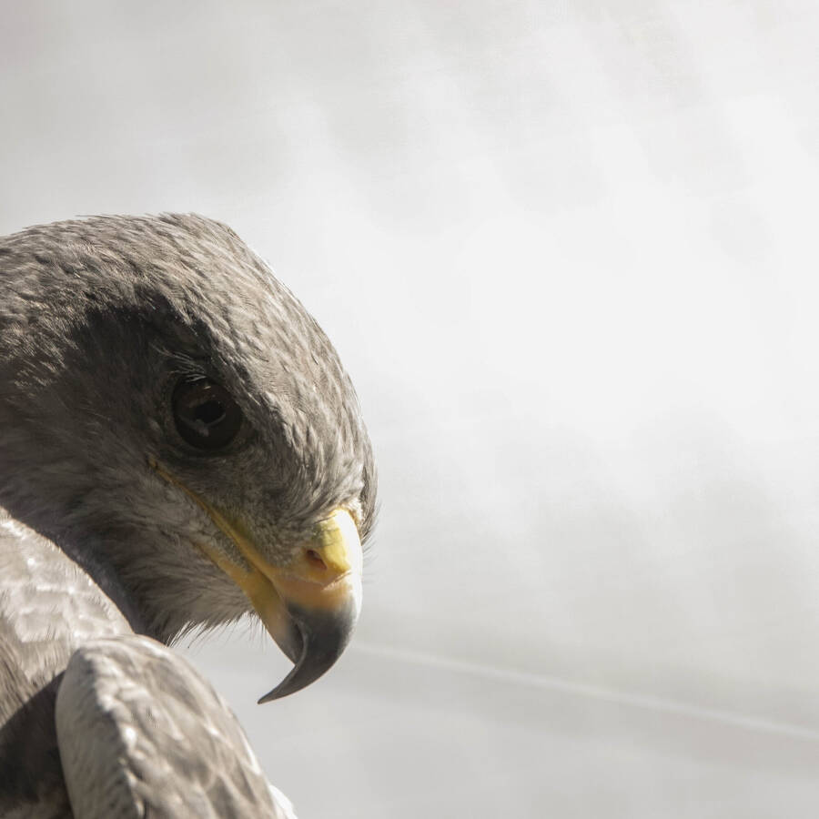 photographer Jan van Dijk uncategorized  photo