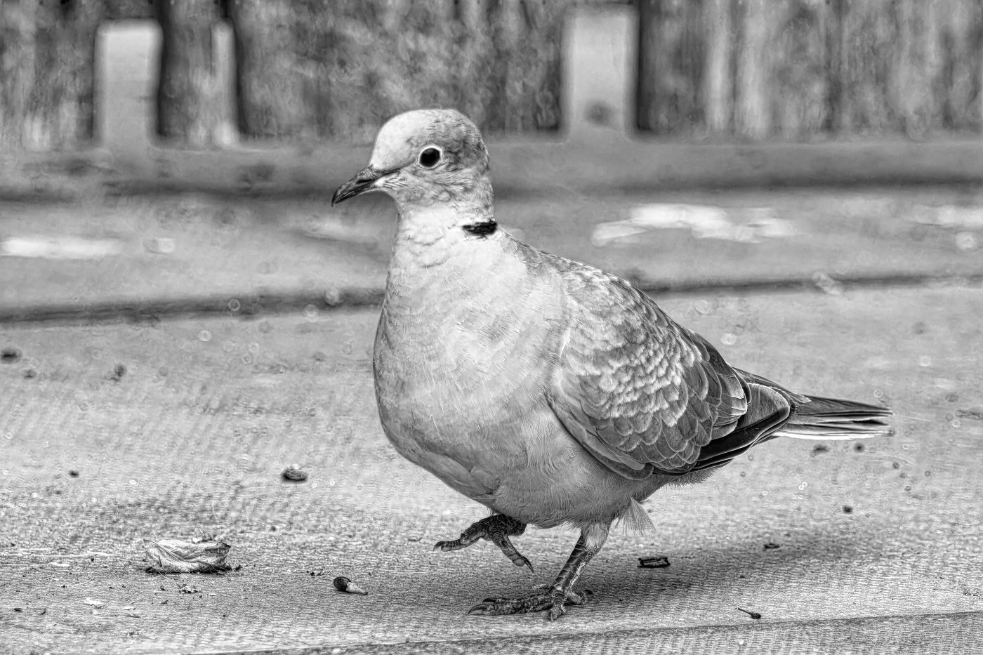 photographer dntphotographs wildlife  photo. collared dove in black and white.