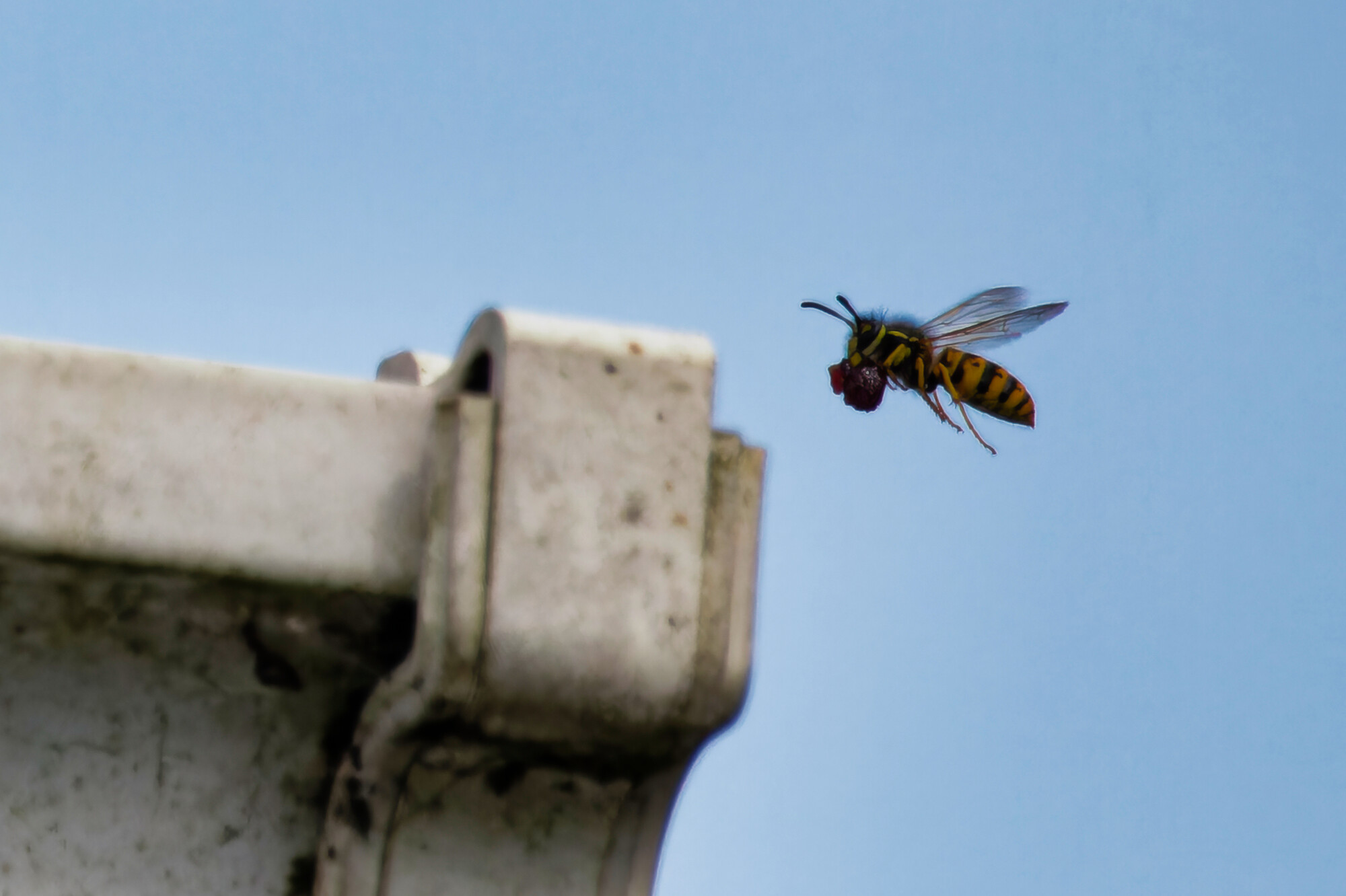 photographer dntphotographs macro  photo