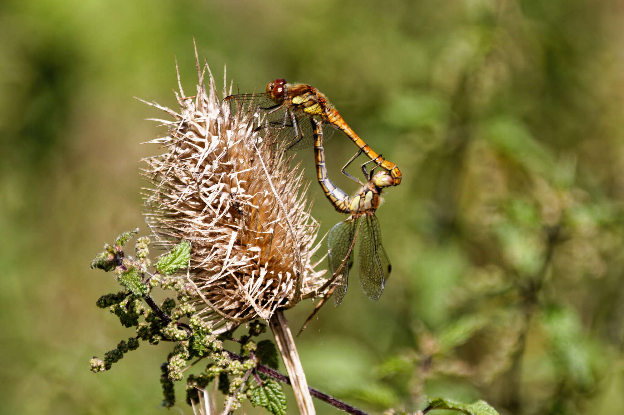 photographer dntphotographs nature  photo. dragonflies paired during mating.
