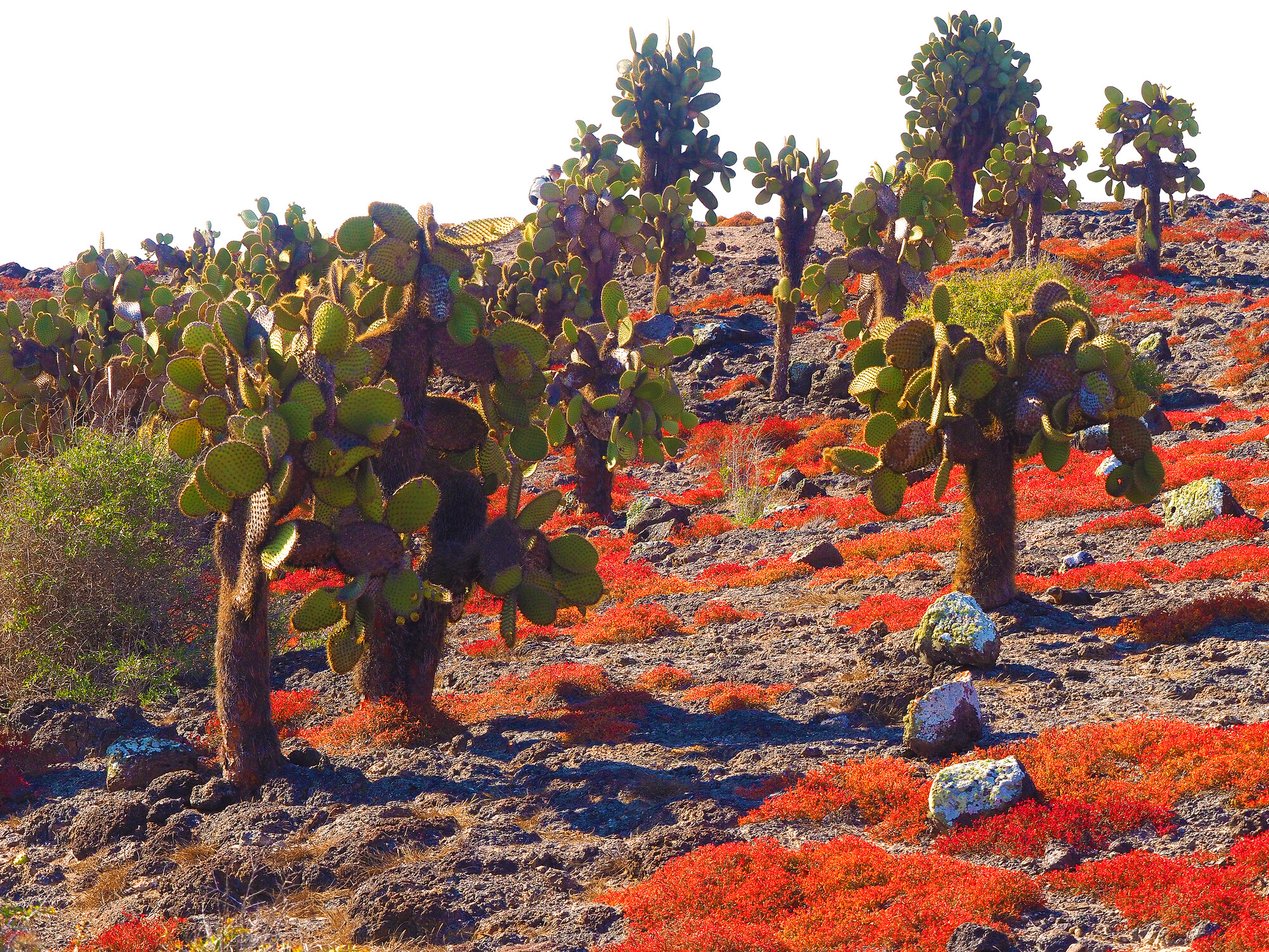 photographer Rosewood  Pix landscape  photo