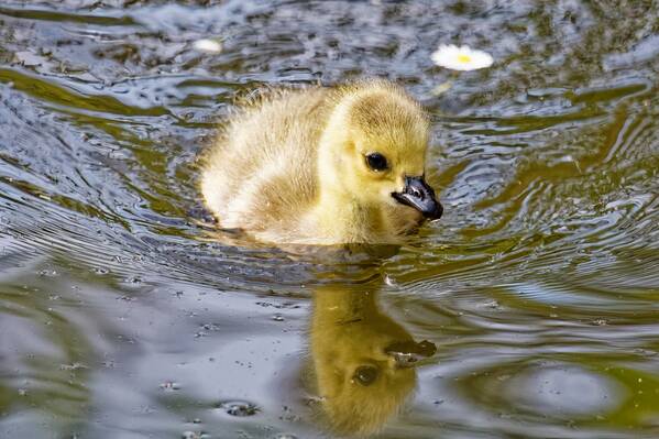 photographer dntphotographs wildlife  photo. gosling swimming on a lake on its own.