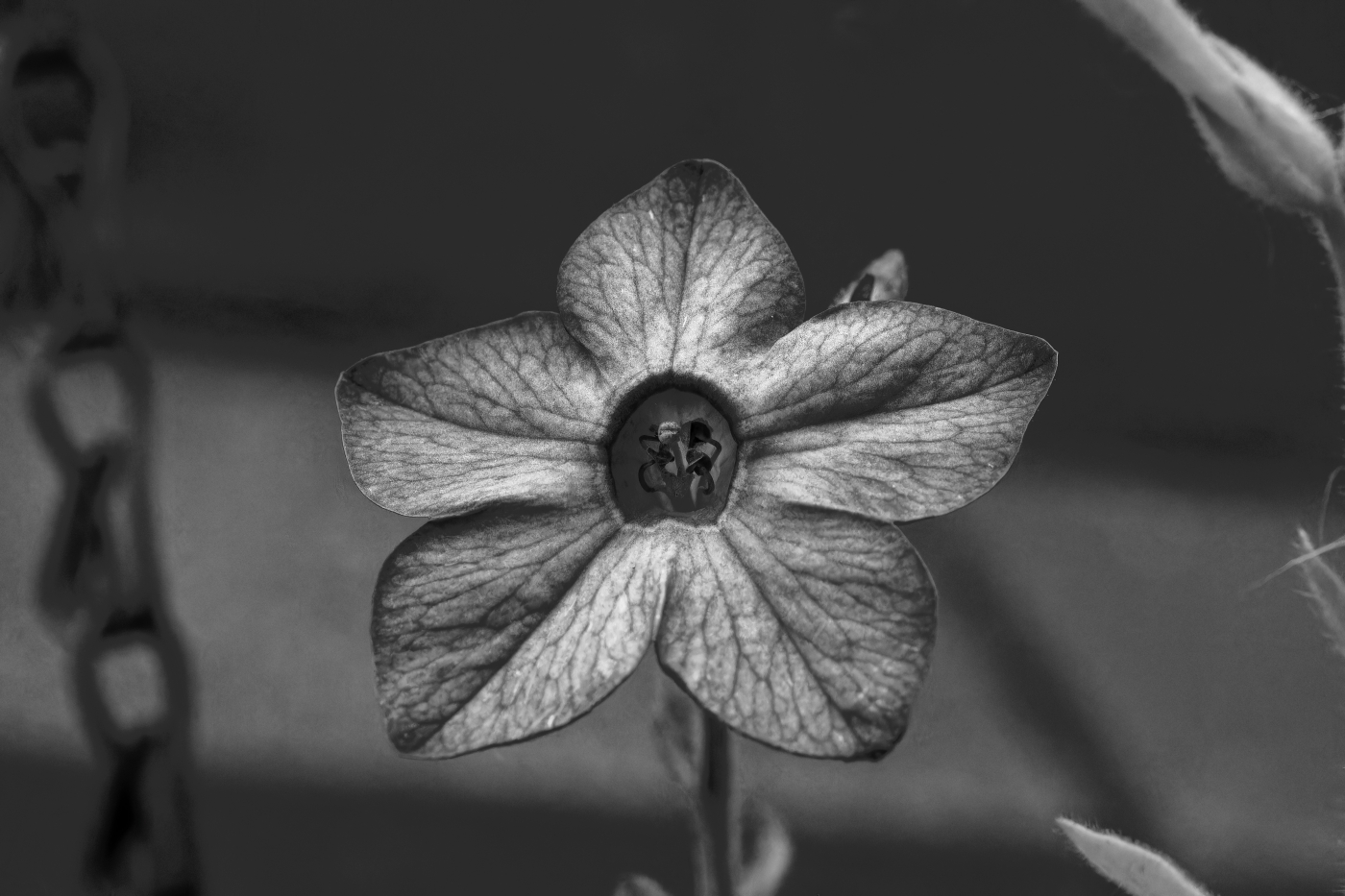 photographer dntphotographs macro  photo. flower in black and white.