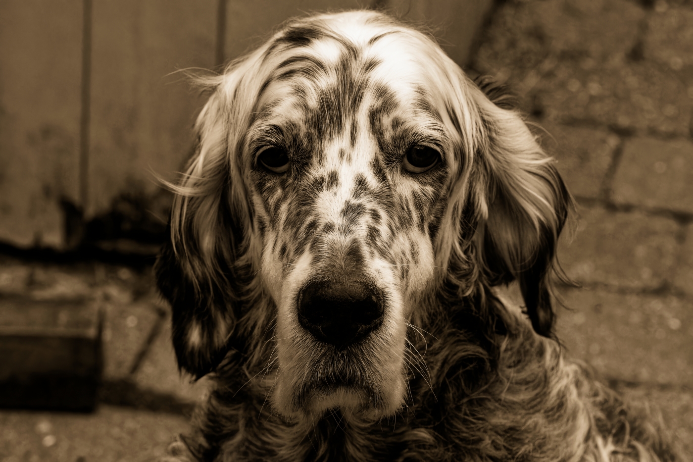 photographer dntphotographs portraiture  photo. photograph of sapphire one of my english setters in black  white.