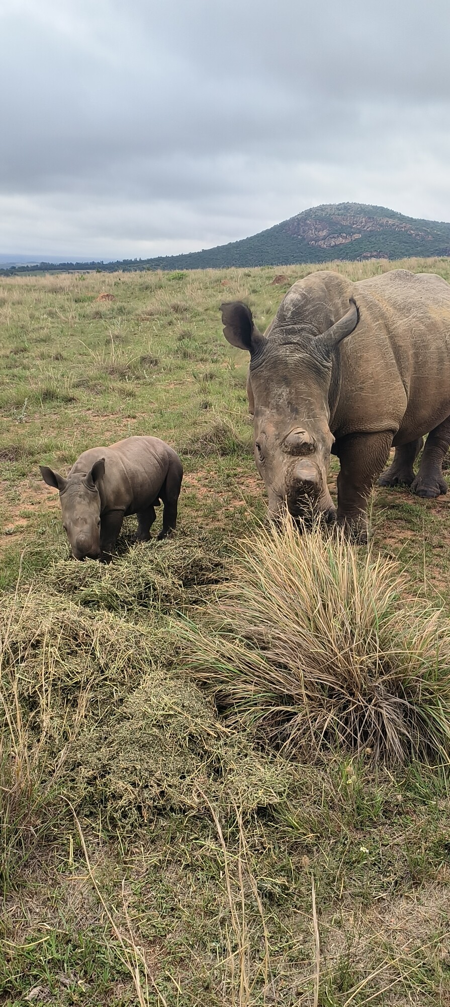 photographer TheoPot70 wildlife  photo