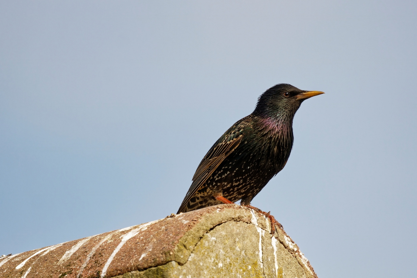 photographer dntphotographs wildlife  photo. starling sat on the roof.