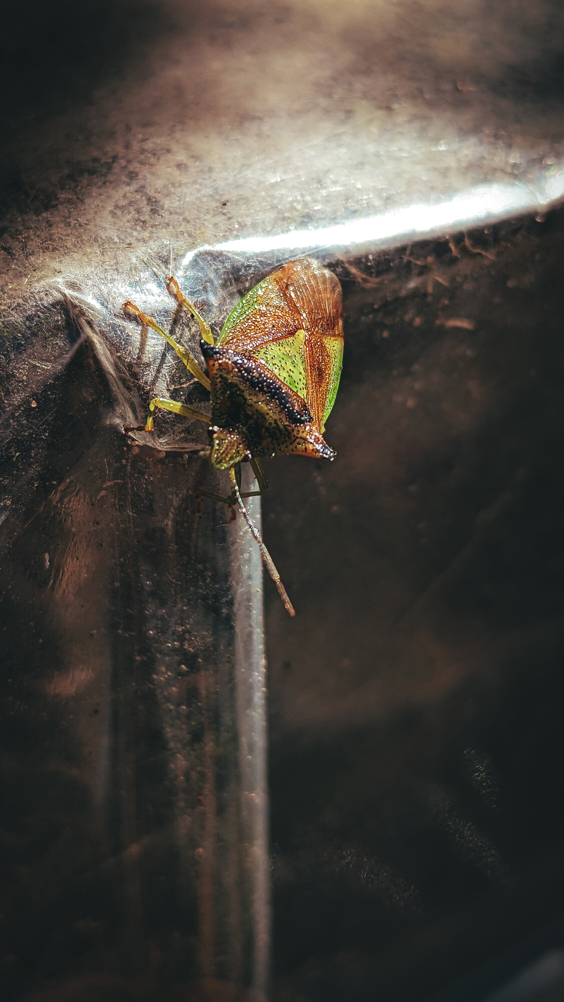 photographer Gabriel Burns macro  photo