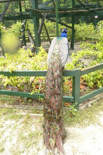 photographer darcyrfd wildlife  photo taken at Nassau Bahamas