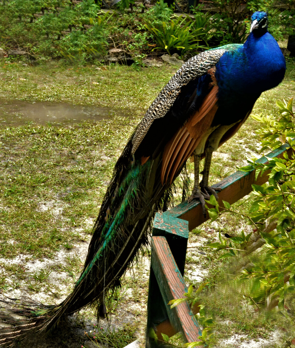 photographer darcyrfd wildlife  photo taken at Nassau, Bahamas