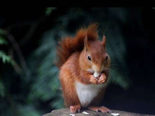 photographer Brett Terry wildlife modelling photo taken at United Kingdom