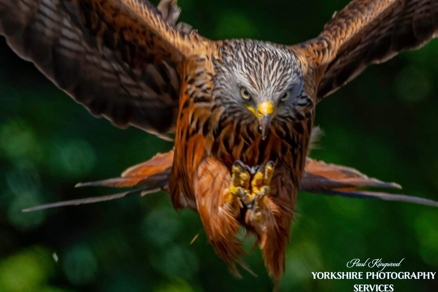 photographer Yorkshire photography services wildlife  photo