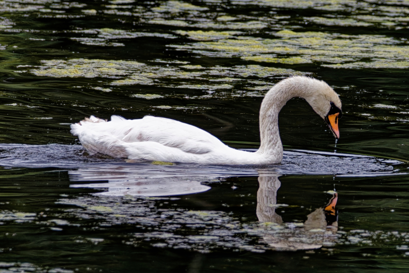 photographer dntphotographs wildlife  photo. mute swan on a lake during summer.