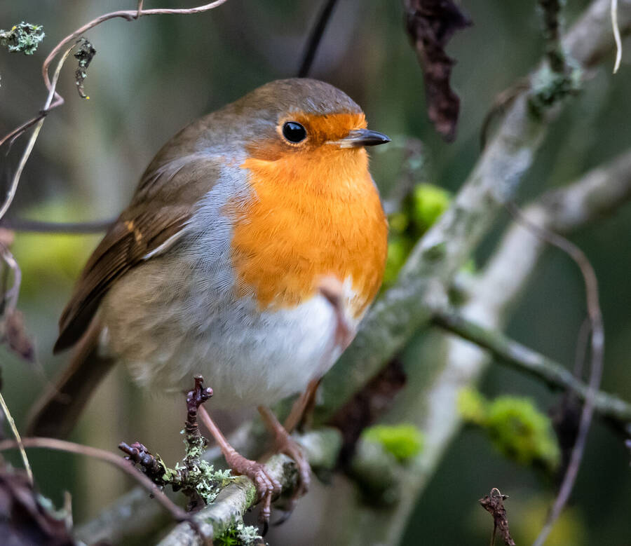 photographer Wilsonfotografie wildlife  photo