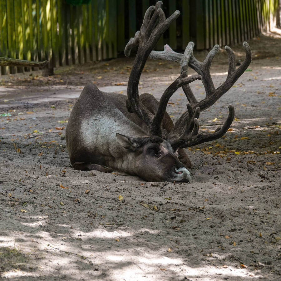 photographer Jan van Dijk uncategorized  photo