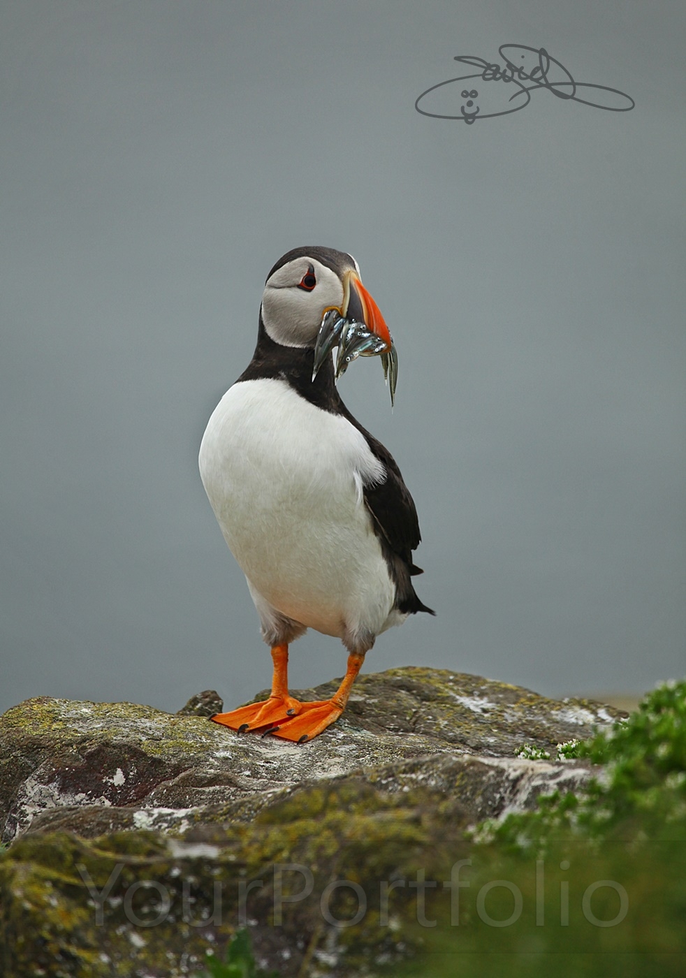 photographer DJPPhotography wildlife  photo taken at Farne Isles