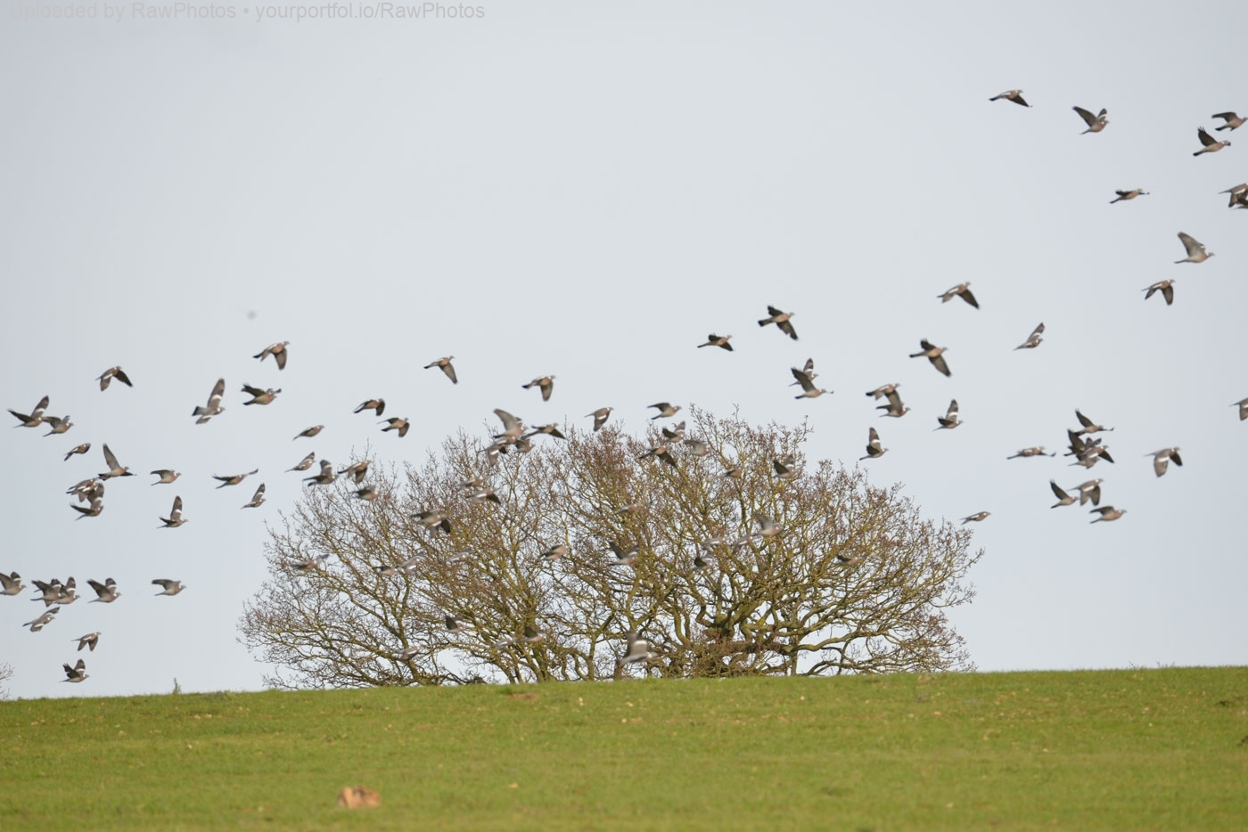 photographer RawPhotos wildlife  photo