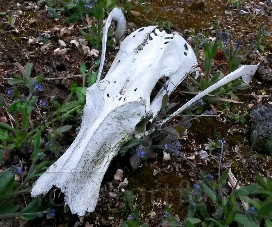 photographer DamoTogYP wildlife  photo. does anybody know what this was ha ha  i looked up many a skull but cannot find this the bone detail top centre of the skull is art .