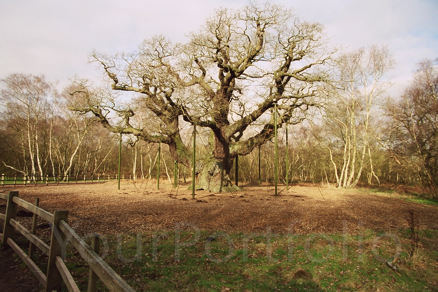 photographer Myddleton landscape  photo taken at Sherwood Forest