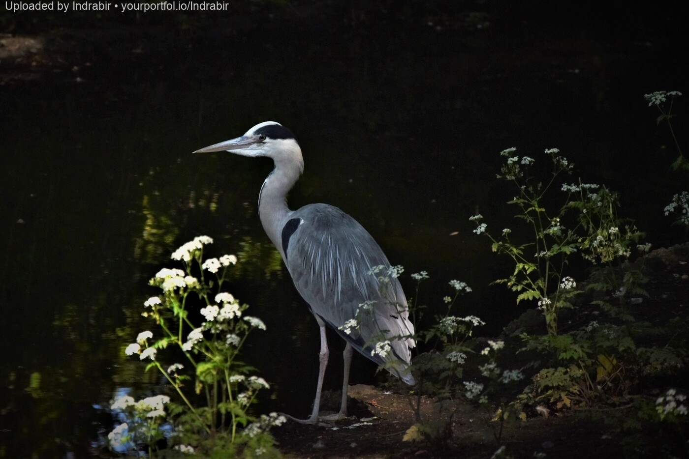 photographer Indrabir wildlife  photo